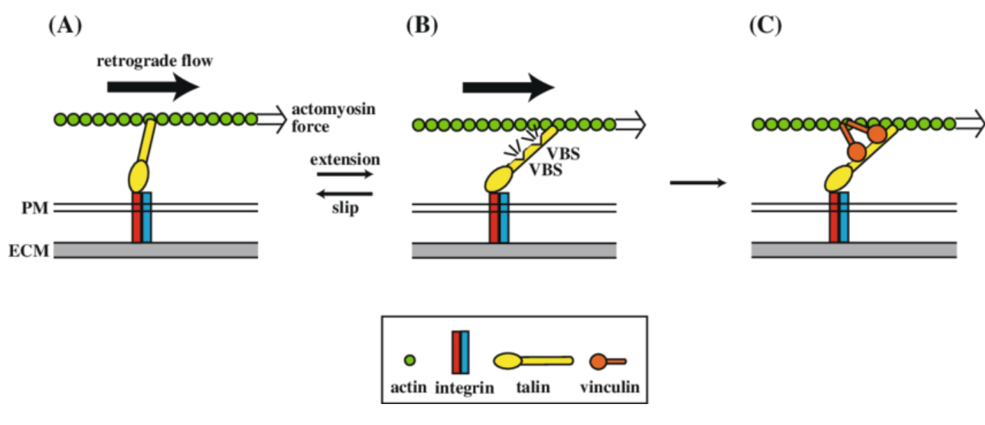 Vinculin